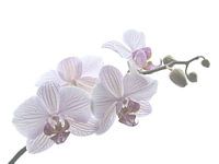 Orchid