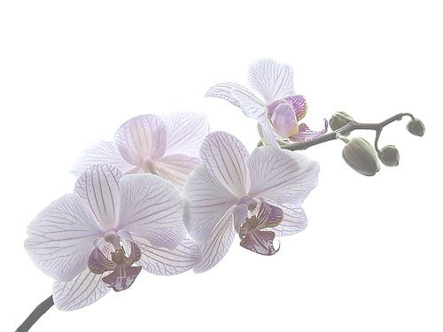 Orchid