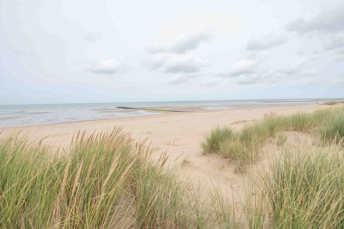 Stranddünen an der Nordsee