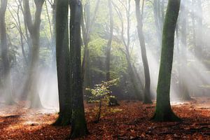 Speulderbos von Ingrid Van Damme fotografie