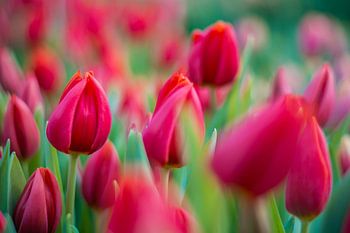 Tulpen aus Amsterdam