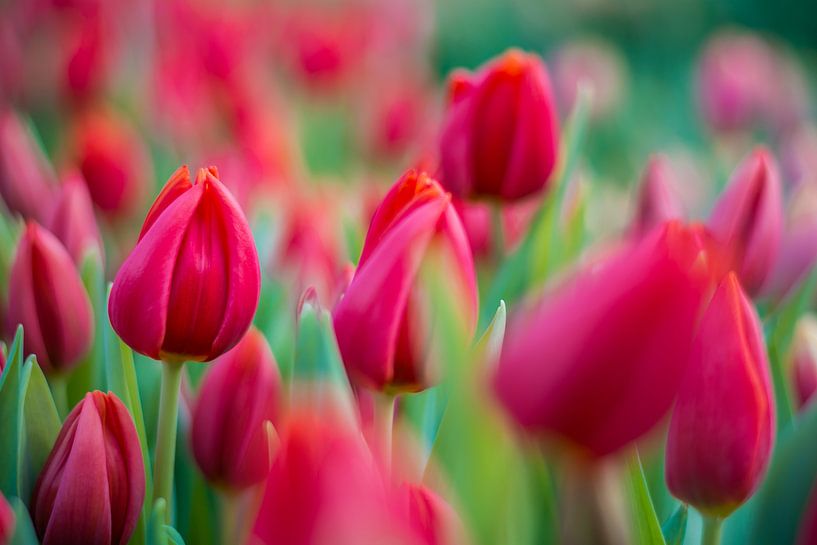 Tulpen aus Amsterdam von Jeroen de Jongh