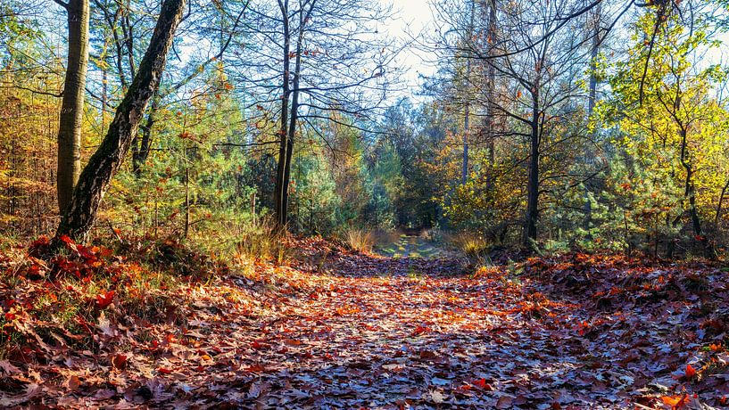 Wald mit Waldweg im Herbst von eric van der eijk