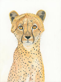 Cheetah – The intense gaze of a cheetah by Kristel van Ruijven