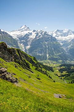 Sommer auf der Grindelwald First Wanderweg mit Schreckhorn in den Berner Alpen in der Schweiz.