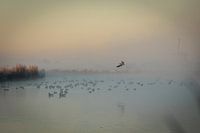 Ochtend rijp in de polder
