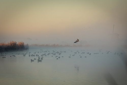Morning frost in the polder