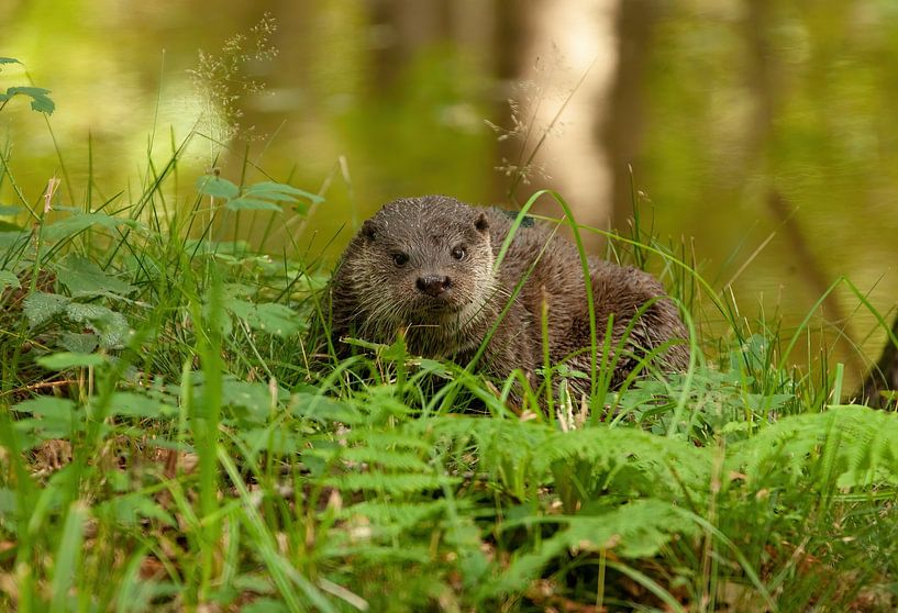 Loutre par Corrie Post