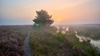 Nebel und Sonnenaufgang im Naturschutzgebiet De Dellen von Jenco van Zalk Miniaturansicht