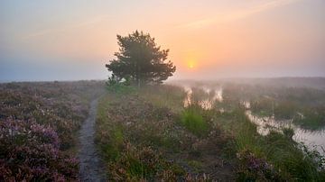 Mist en zonsopkomst in natuurgebied De Dellen van Jenco van Zalk