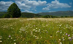 Blumenwiese im Elsass von Tanja Voigt