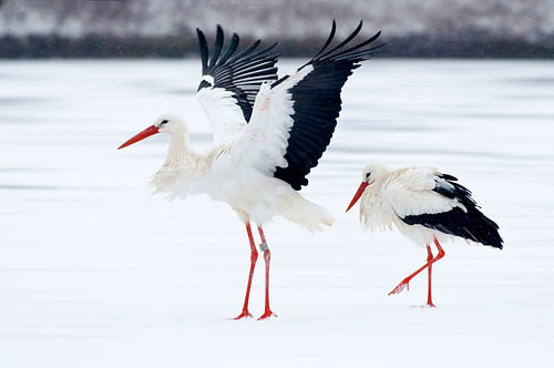 Two White Storks standing on ice