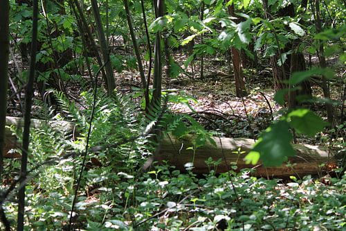 Bootfahren im Wald