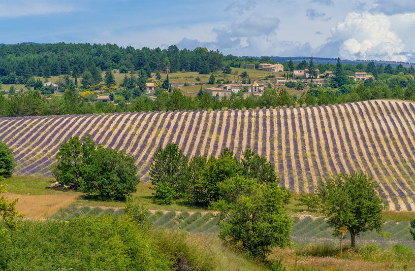 Lavendelfeld in Frankreich von Achim Prill
