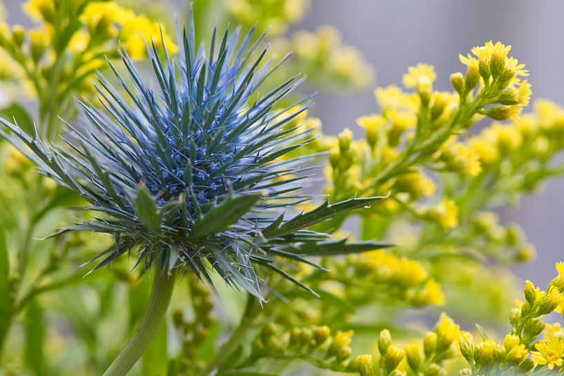 Blaue Kreuzdistel mit gelbem floralem Hintergrund von Jolanda de Jong-Jansen