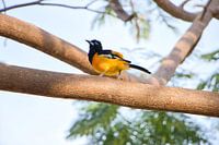 Yellow tropical bird in tree Curacao, part 2