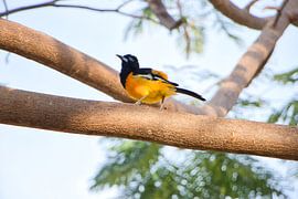 Yellow tropical bird in tree Curacao, part 2 by Erika van Elst