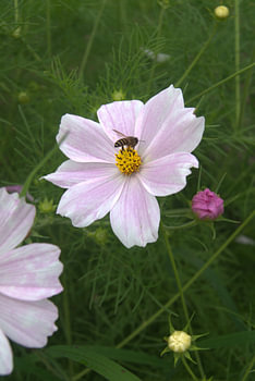 Fleur de cosmos et pollinisation par les abeilles