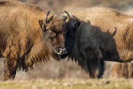 Trio sur Wouter Vroom