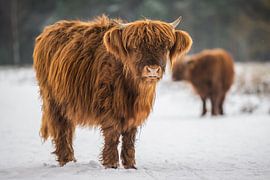 Scottish Highlander in the snow in Brabant. by Bas Fransen