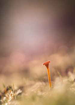 In een zee van licht