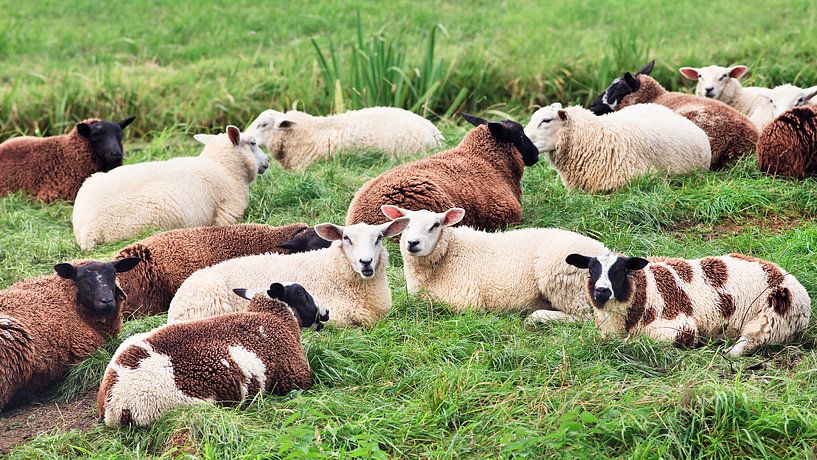 Kudde schapen die in een weiland liggen van Tony Vingerhoets