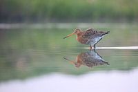 Grutto lopend door het water