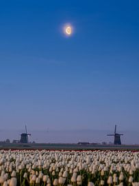 Moulins à vent et tulipes accompagnés de la lune. sur Jelle Bakker