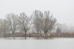 wilde Pferde am Ufer