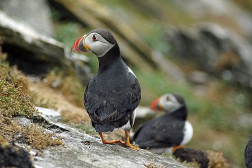 Papegaaiduikers op het eiland Skellig Michael in Ierland