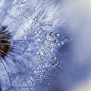 Makro Wassertropfen auf Pusteblume Löwenzahn abstrakt