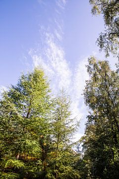 Waldbäume Blauer Himmel 1 - Herbst in Hoenderloo von Deborah de Meijer