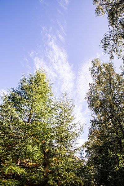 Forest Trees Blue Sky 1 - Autumn in Hoenderloo by Deborah de Meijer