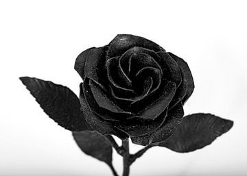 Rose Black And White by Tessa Selleslaghs