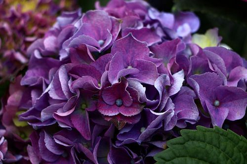 Des Sommers schöne Seite