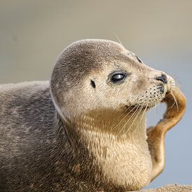 Crabbing seal by Anne Ponsen