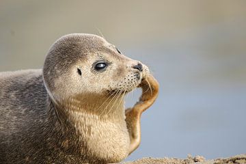 Crabbing seal