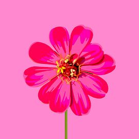 „Zinnia – Sommerblume in leuchtenden Rosatönen“ von Jole Art
