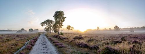 Leersumse veld part 16