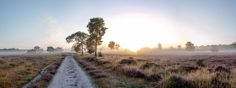Leersum field part 16 by Tania Perneel