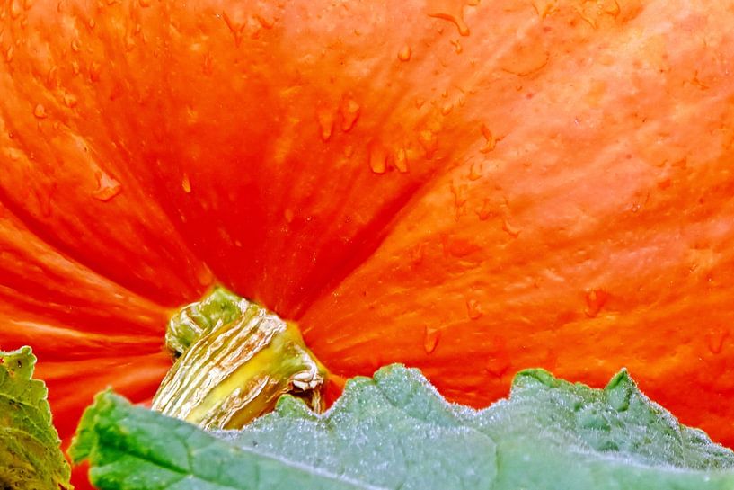 ein oranger Kürbis von Werner Lehmann