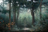 Winter Green