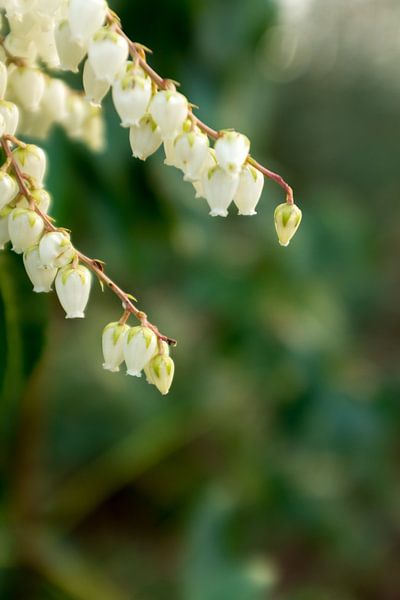 Chaise longue rekenmachine demonstratie Voorjaarsbloemen, macrofoto van witte bloemen aan een struik | fine art  bloemenkunst van Karijn | Fine art Natuur en Reis Fotografie op canvas,  behang en meer