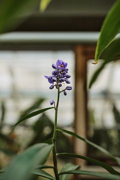 Paarse bloem | Moody botanische tuin van Leathitia Zegwaard
