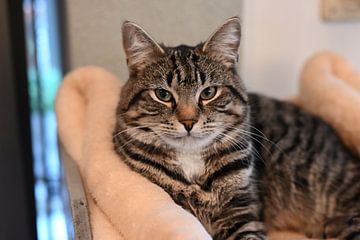 Grey striped cat lying on scratching post in house by JGL Market