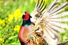 Fazantenhaan von Arno-Jan Boere