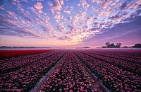 Tulpenfeld mit schönem Himmel von Peter de Jong Miniaturansicht