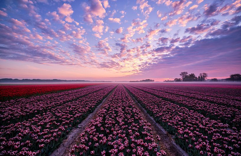 Tulpenfeld mit schönem Himmel von Peter de Jong