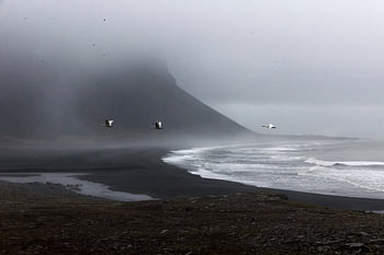 Swans on the black coast of Iceland