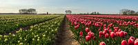Rose und weiße Tulpen.